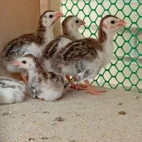 انواع جوجه درجه(1)