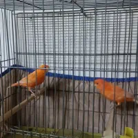 قناری|پرنده|فیرورق, |دیوار