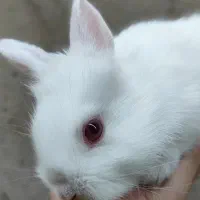 چندتا بچه خرگوش ب صورت تکی و چندتایی فروخته میشه