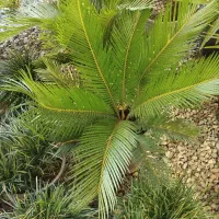 باغبانی .درخت کاری.کاشت واجرا . محوطه سازی.