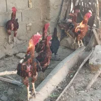 5تا خروس 4تا مرغ لاری