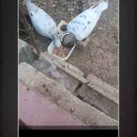 کفتر کبوتر