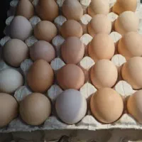 تخم مرغ محلی ارگانیگ تازه و درشت