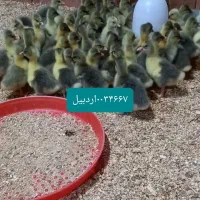 نیمچه غاز۵روزه جوجه