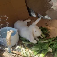 خرگوش