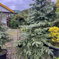 گل و گیاه افرا قرمز ستاره ای دم روباه نوئل نانا