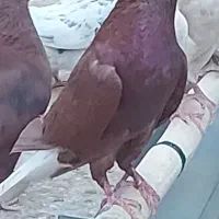 کفتر کبوتر نروماده سرخ دم سفید رنگی