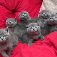 گربه با چهره‌های بانمک و تربیت فوق‌العاده