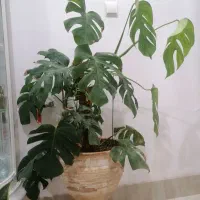 گل مانسترا