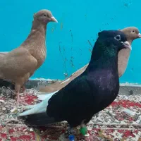 نرماده دمسفیدعطیقه