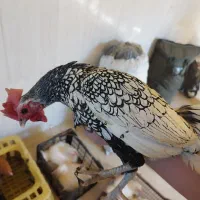 خروس مینیاتوری