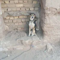 پاپی سگ کوچک