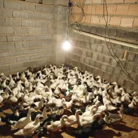 اردک ۵۰ روزه