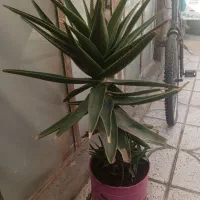 گل زیبا و بزرگ