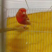 قناری فائو سرخ نر مست زنگی