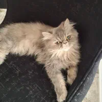 پرشین