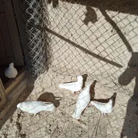 کبوتر