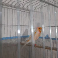 قناری موزائیکی ..