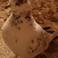 کفتر|حیوانات|قم, شاه ابراهیم|دیوار