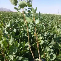 کبوده|گل و گیاه طبیعی|قزوین, |دیوار