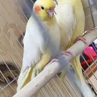 لوتینو زعفرانی مولد کار داده چهار تخم کم نظیر