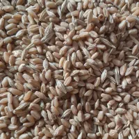 گندم و جو قاطی تمیز