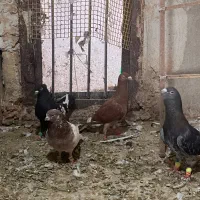کله رنگه حیون بوم