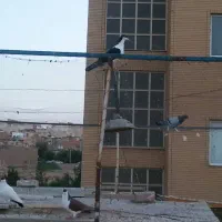 کفتر پلاس وکلسفید
