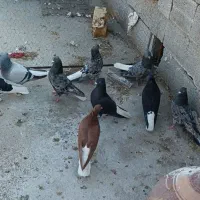 کفتر عشق بازی