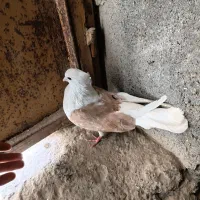 کبوتر  دوکت