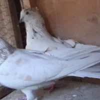 نرکله خالداروماده سینه طلایی.