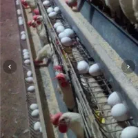 مرغ تخم گذار