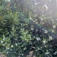 ۷۰۰ متر ویلا با ۱۲۰ متر بنای قدیمی