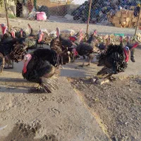 بوقلمون ماده برنز تخمگذار|حیوانات مزرعه|تهران, یافت آباد جنوبی|دیوار