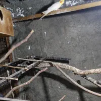 عروس هلندی لوتینو نر