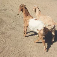 کهره نر ماده پاکستانی