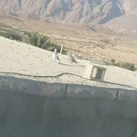 کفتر پرشی و گرهه