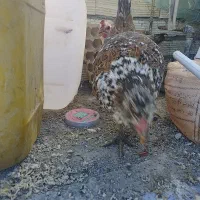 3تا مرغ ماده با قفس