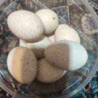 تخم بوقلمون نطفه داربرنز