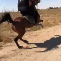 اسب|اسب و تجهیزات اسب‌سواری|بوئین زهرا, |دیوار