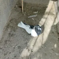 کبوتر چپ