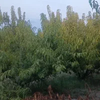 زمین-مسکونی-در-روستای-تازه-کند-کیان-ملت-اباد500م