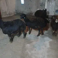 میش بره دار و آبستن سنگین