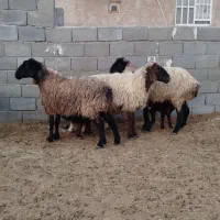 شیشک بره دار