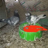 دوجفت‌کبوتر‌کاشونی‌اصل‌ویک‌جفت‌پاکستانی‌اصل|پرنده|بروجن, |دیوار