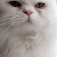 گربه  تابه تا یا چشم دورنگ پرشین ایرانی