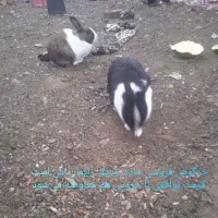 خرگوش فروشی