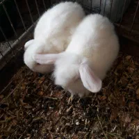 فروش یک عدو خرگوش لوپ