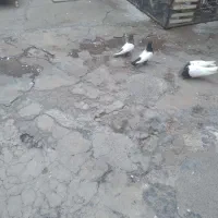 نرو ماده سینه سیاه و قهوه ای درجه یک