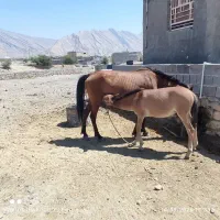مادیان با کره قاطر نر|اسب و تجهیزات اسب‌سواری|ایذه, |دیوار